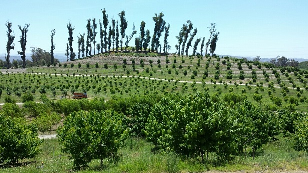 Apricot Lane Farms