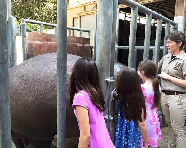 Hippo Encounter_Petting Hippo