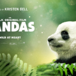 Pandas: IMAX Film in Theaters August 17 for Special One-Week Engagement