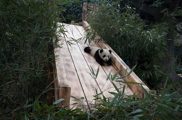 Pandas IMAX Film panda slide