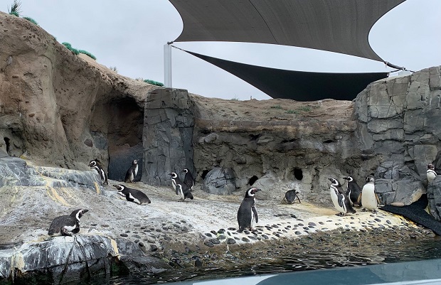 Aquarium Pacific Penguins