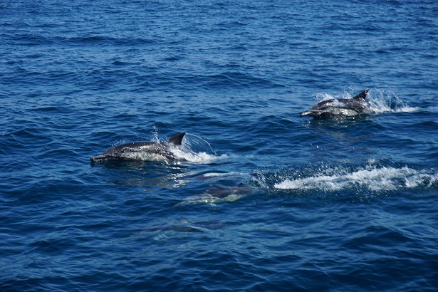 Dolphins off the coast - World Oceans Day
