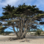 Family Summer Vacation in Carmel and Monterey Bay!