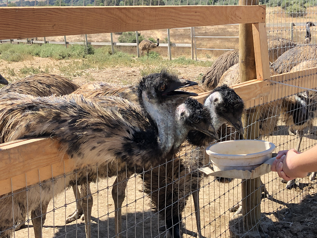 feeding emus