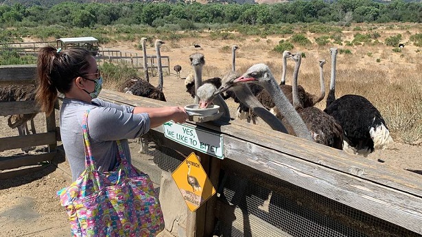 feeding ostriches