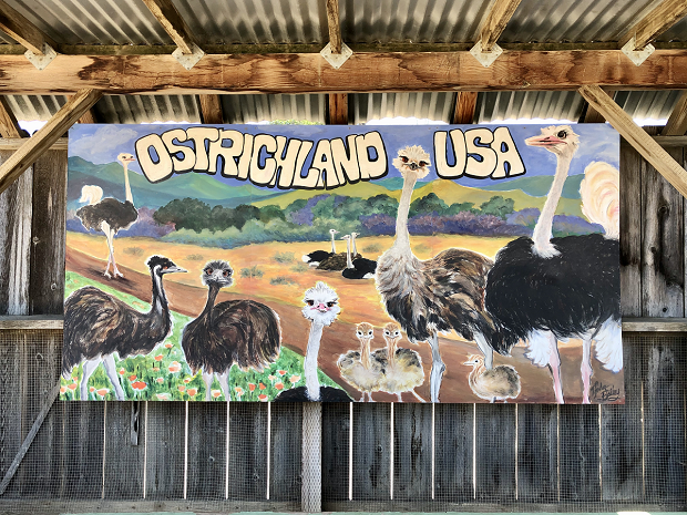 Ostrich Land - mural