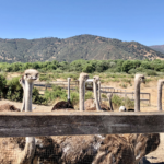 Visiting Ostrich Land in Solvang